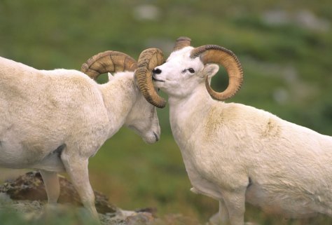 Big Horn Sheep 'Bond' (c) Aramark Parks & Destinations
