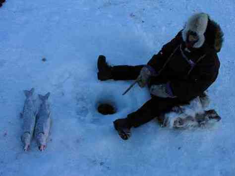 An Inuit Fishes